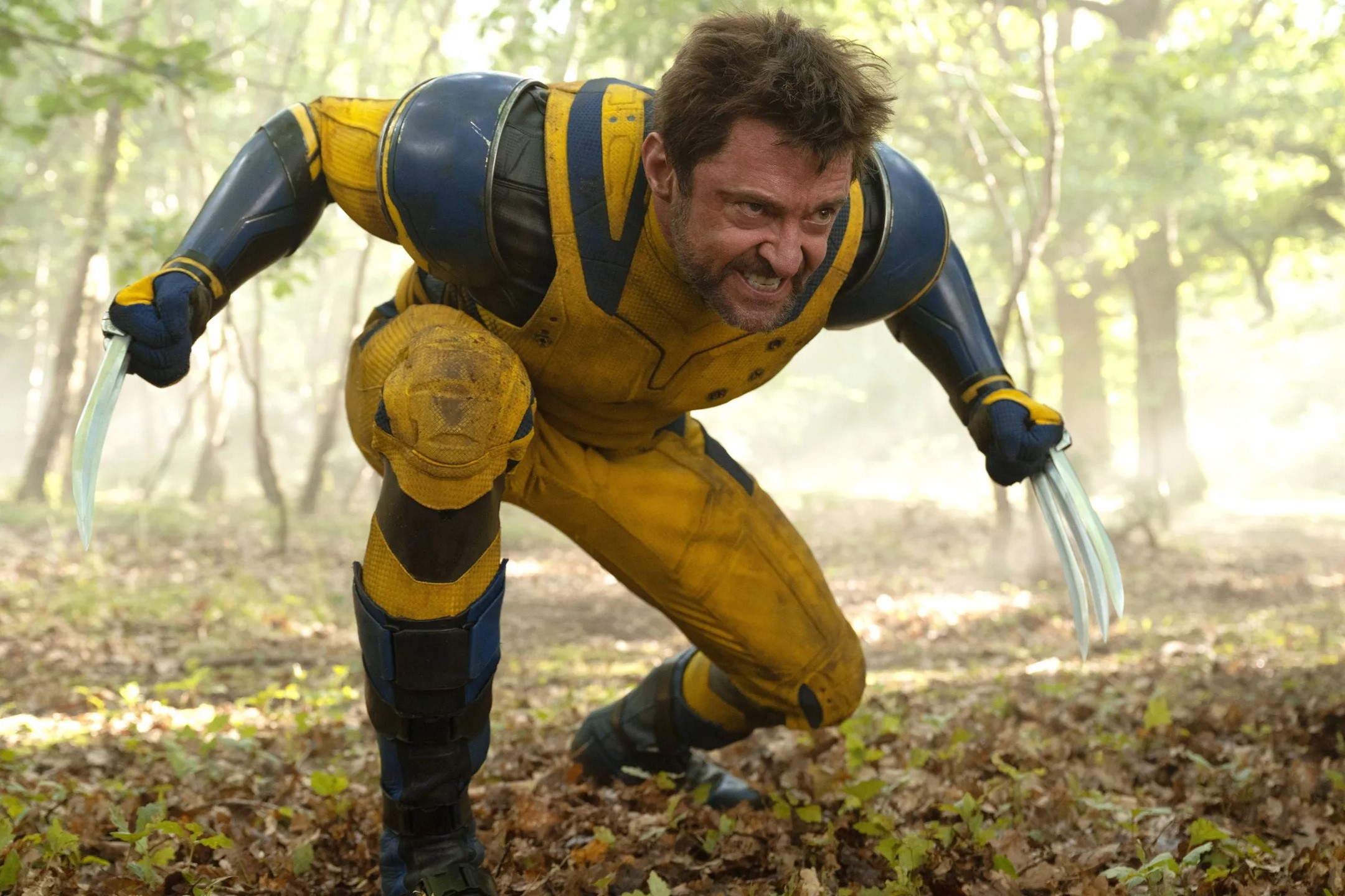 In questa scena del film "Deadpool e Wolverine", Wolverine è accovacciato in una posizione aggressiva in mezzo a una foresta. Indossa una vistosa armatura gialla e blu, completa di spalline e protezioni per le ginocchia. La sua espressione facciale è feroce e determinata, con i denti scoperti in un ringhio. Gli artigli di adamantio di Wolverine sono completamente estesi dalle sue mani e scintillano alla luce del sole filtrata attraverso gli alberi. La foresta circostante è lussureggiante e verde, con la luce del sole che illumina il suolo della foresta, esaltando l'atmosfera intensa della scena.
